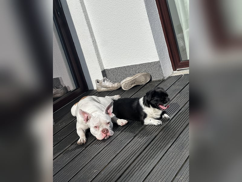 Schweren Herzens suchen wir ein neues Zuhause für unsere Abby