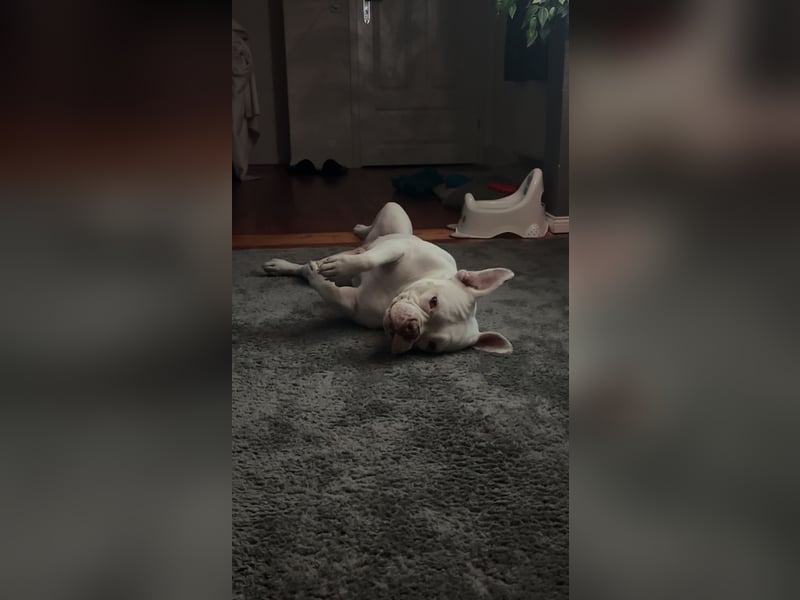 Schweren Herzens suchen wir ein neues Zuhause für unsere Abby