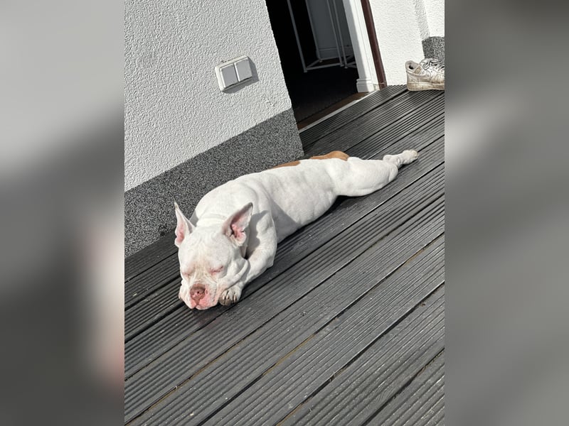 Schweren Herzens suchen wir ein neues Zuhause für unsere Abby