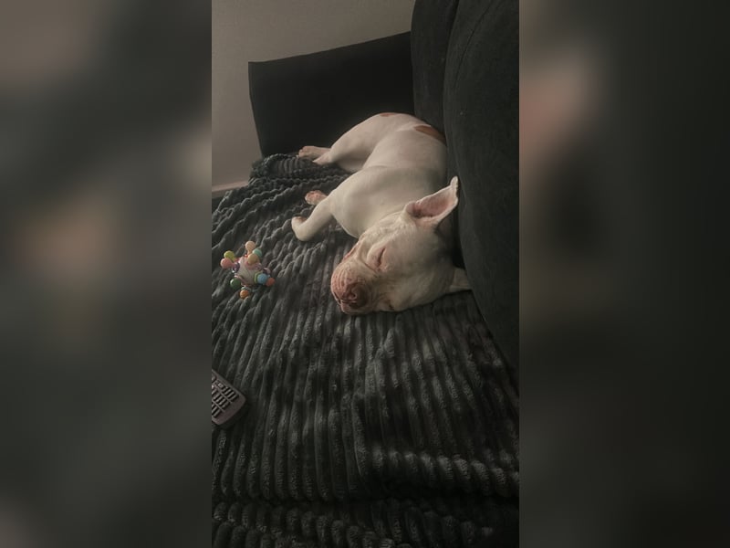 Schweren Herzens suchen wir ein neues Zuhause für unsere Abby
