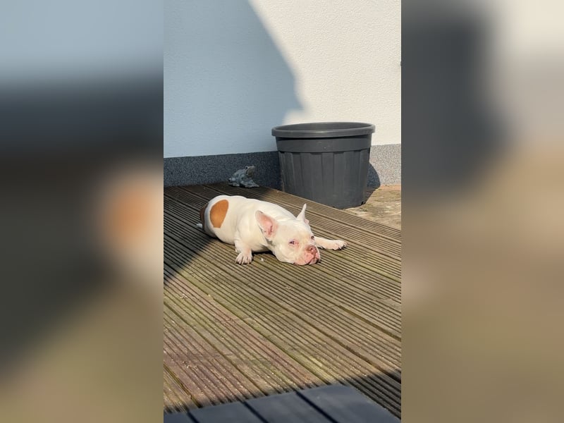 Schweren Herzens suchen wir ein neues Zuhause für unsere Abby