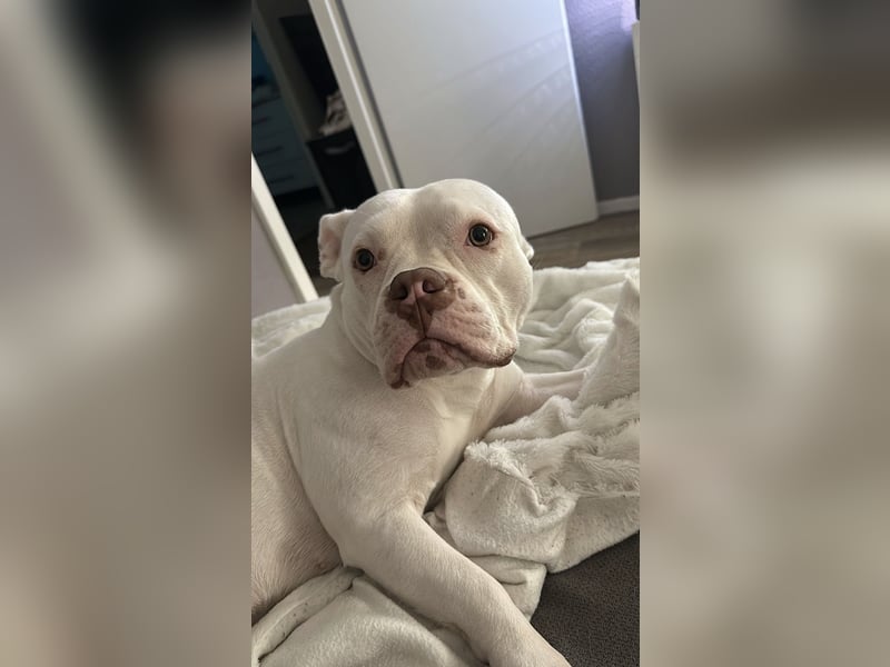 Schweren Herzens suchen wir ein neues Zuhause für unsere Abby