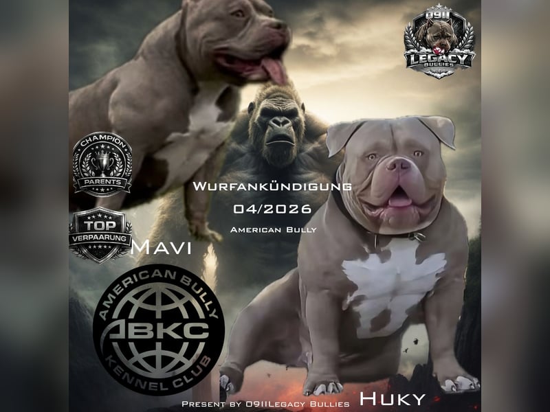Exklusive American Bully Pocket– Top Verpaarung | Champion-Blutlinien | ABKC