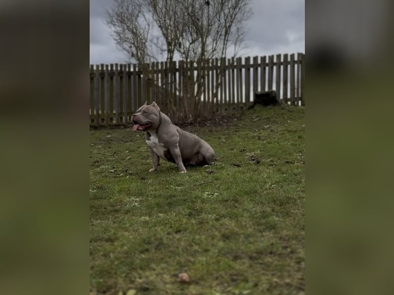 Exklusive American Bully Pocket– Top Verpaarung | Champion-Blutlinien | ABKC