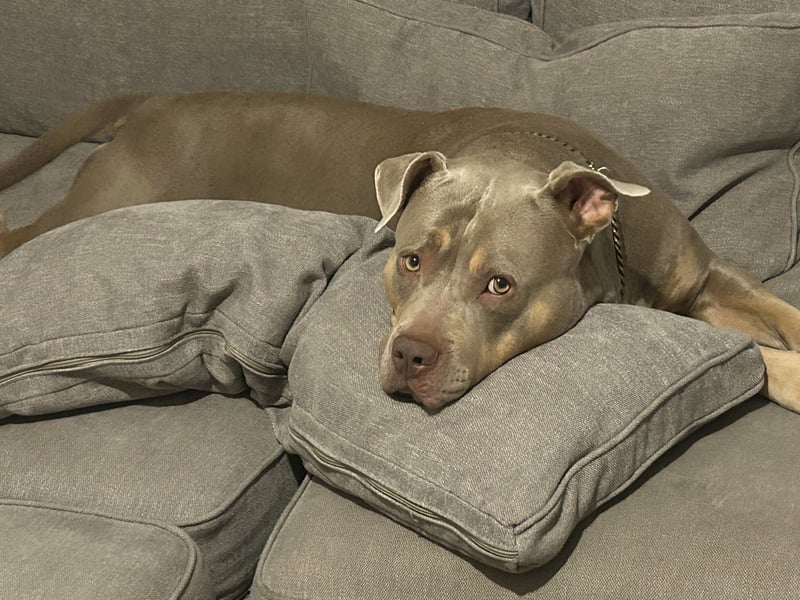 Verkaufe American Bully Hündin