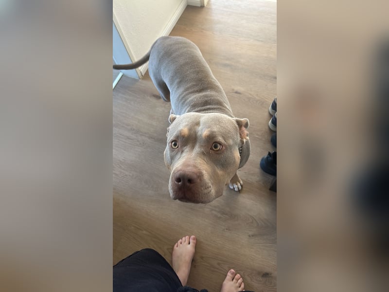 Verkaufe American Bully Hündin