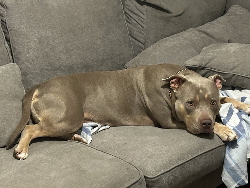 Verkaufe American Bully Hündin