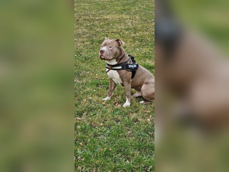 Dringend Neues zu Hause gesucht für American Bully