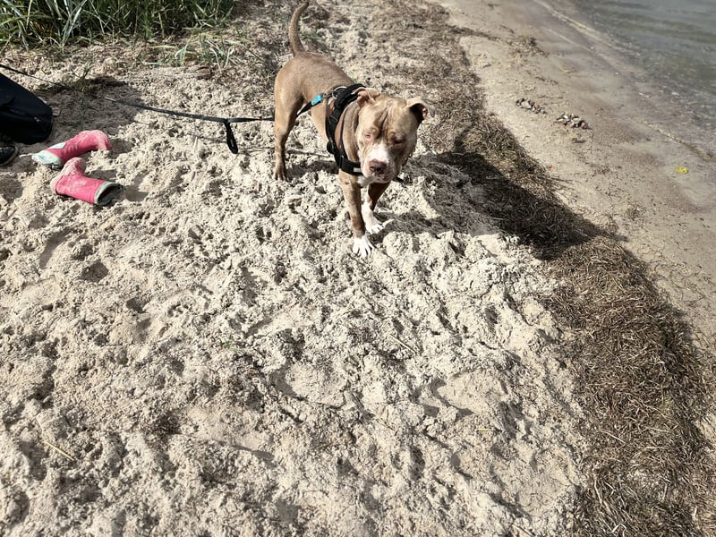 Dringend Neues zu Hause gesucht für American Bully