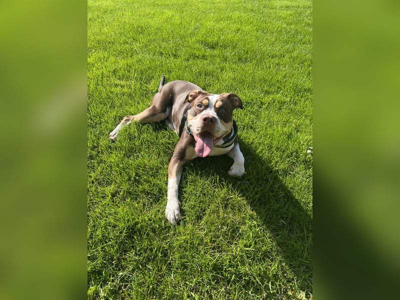 American Bully XL
