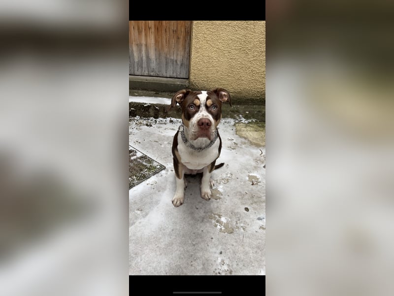 American Bully XL