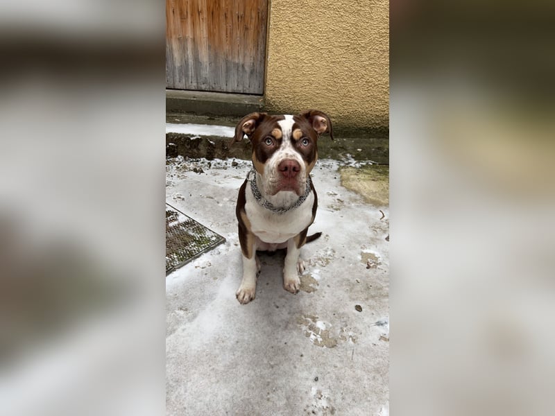 American Bully XL