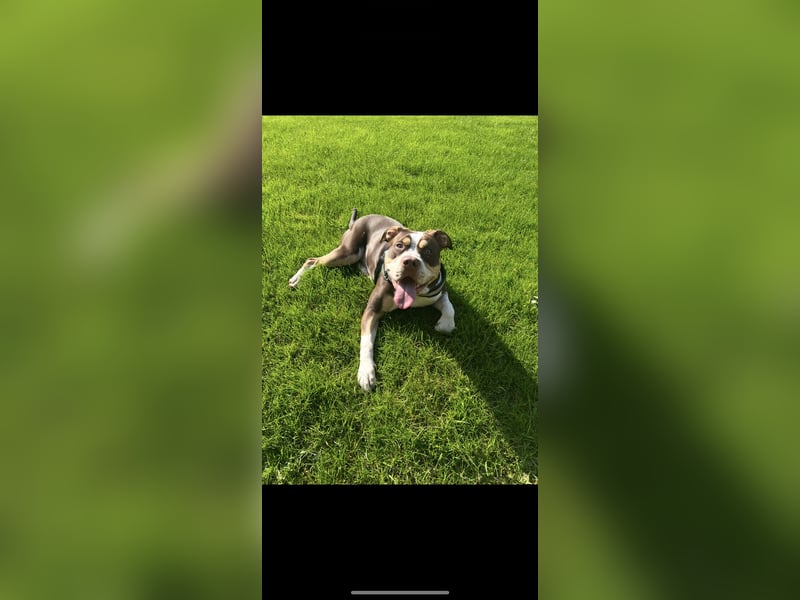 American Bully XL