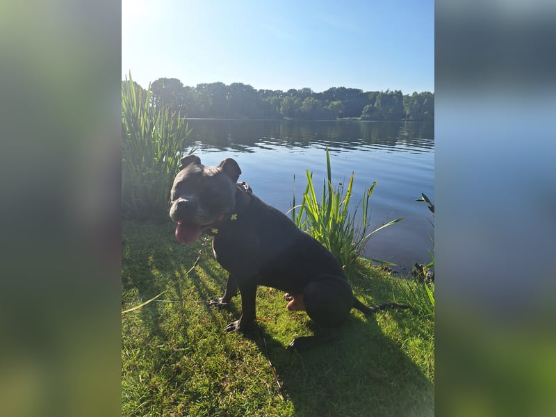 Eddy sucht dringend ein neues Zuhause