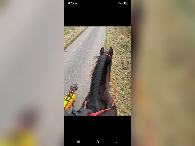 Eddy sucht dringend ein neues Zuhause