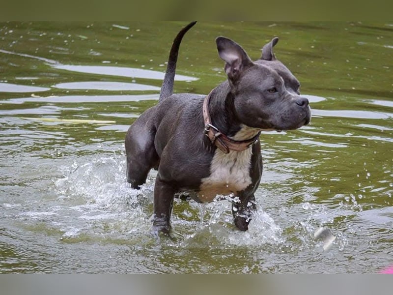 Eddy sucht dringend ein neues Zuhause