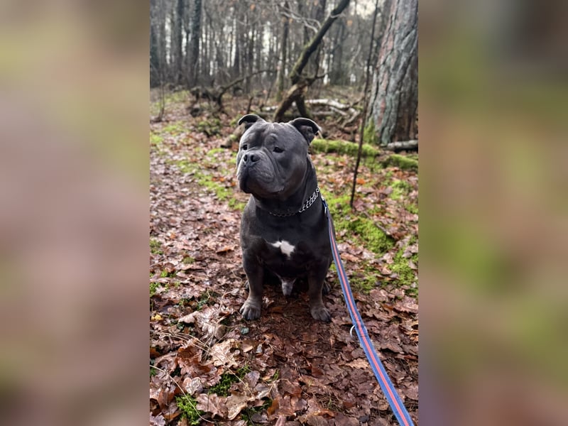 American Bully Standard rüde