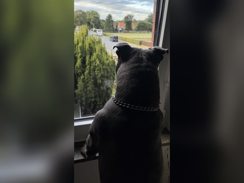 American Bully Standard rüde