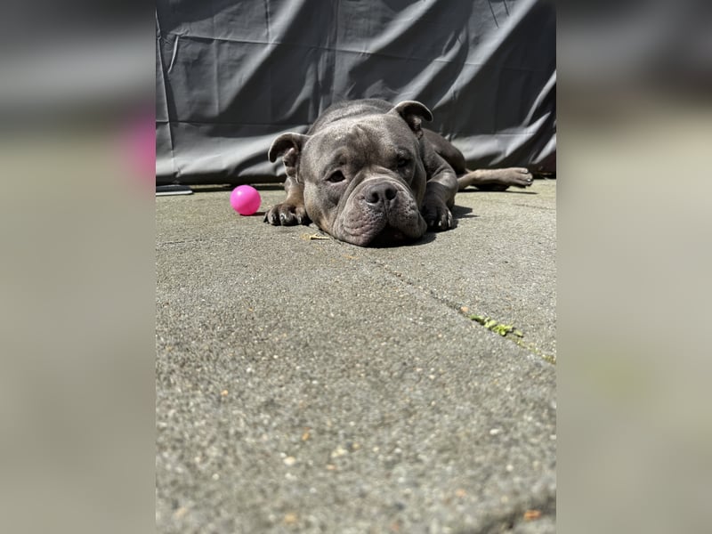 American Bully Standard rüde