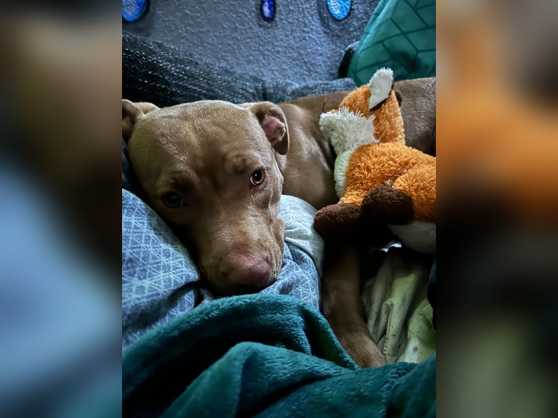 American Bully Mix Hündin