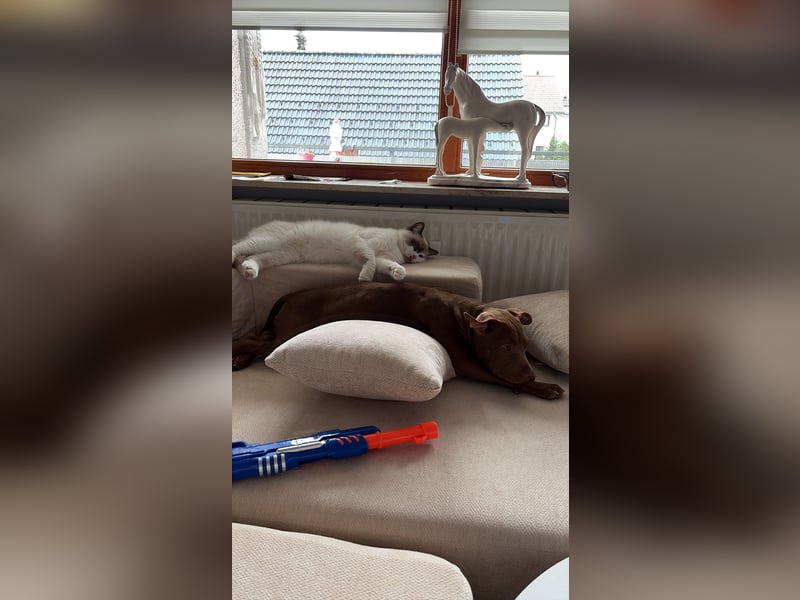  Wunderschöne Chocolate American Bully Hündin sucht ruhiges Zuhause