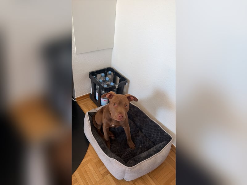  Wunderschöne Chocolate American Bully Hündin sucht ruhiges Zuhause