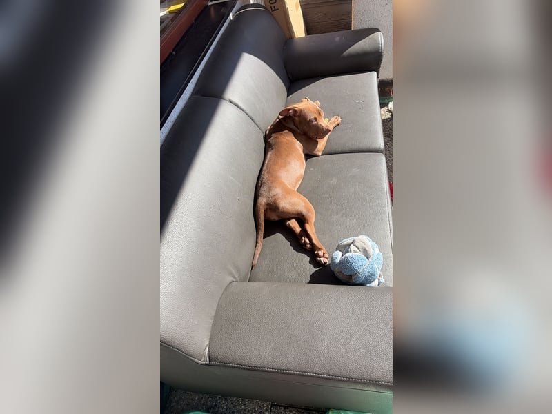  Wunderschöne Chocolate American Bully Hündin sucht ruhiges Zuhause