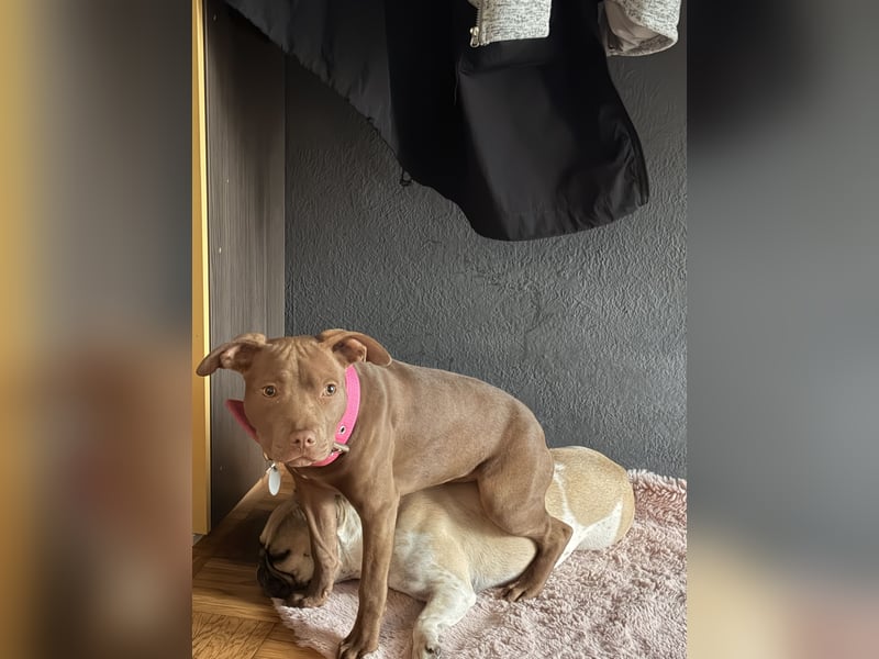  Wunderschöne Chocolate American Bully Hündin sucht ruhiges Zuhause