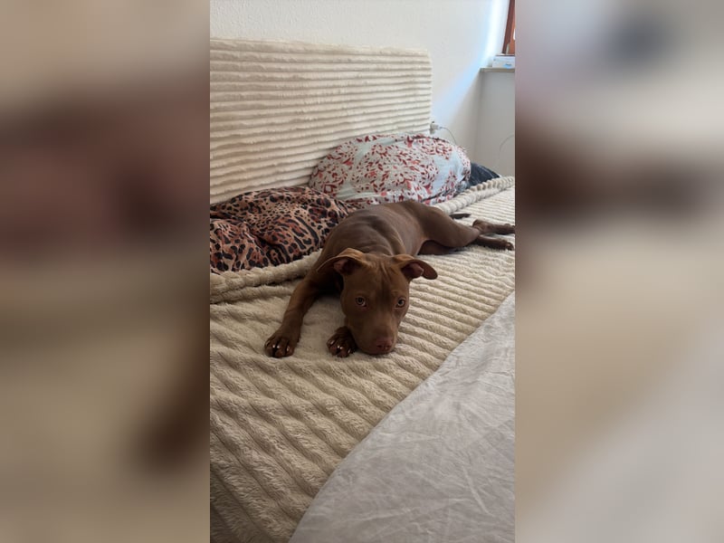  Wunderschöne Chocolate American Bully Hündin sucht ruhiges Zuhause