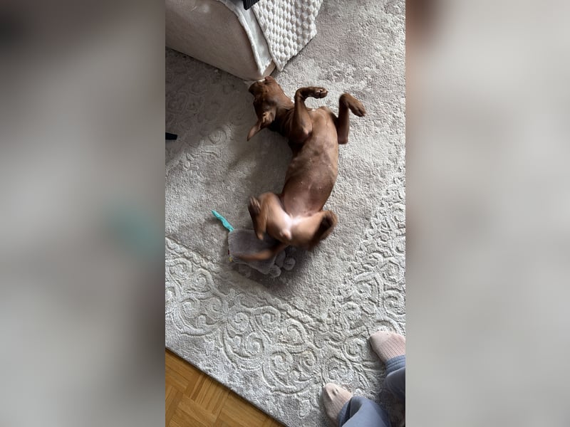  Wunderschöne Chocolate American Bully Hündin sucht ruhiges Zuhause