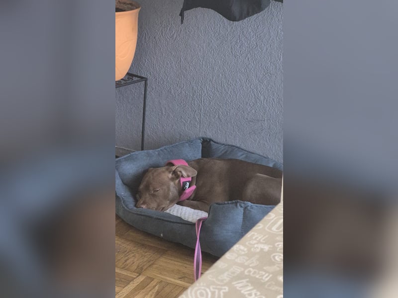  Wunderschöne Chocolate American Bully Hündin sucht ruhiges Zuhause