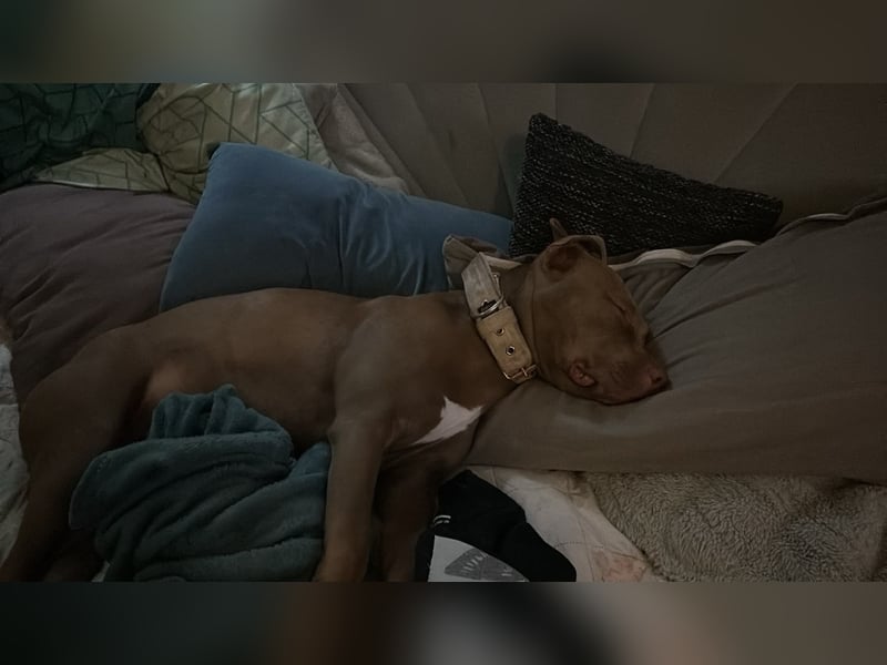 American Bully Mix Hündin