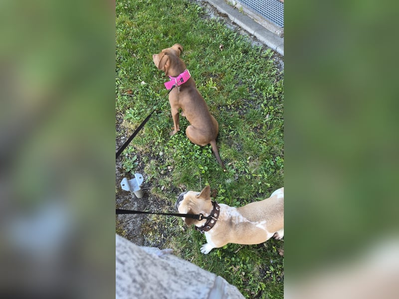  Wunderschöne Chocolate American Bully Hündin sucht ruhiges Zuhause