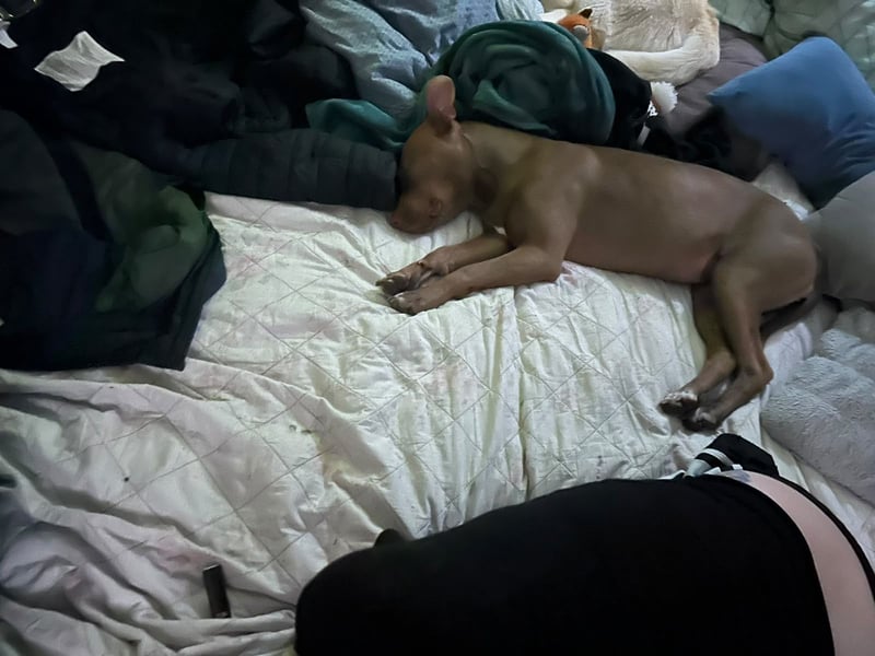 American Bully Mix Hündin