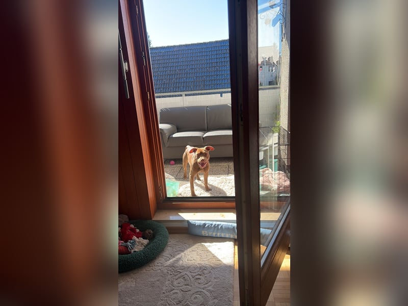  Wunderschöne Chocolate American Bully Hündin sucht ruhiges Zuhause