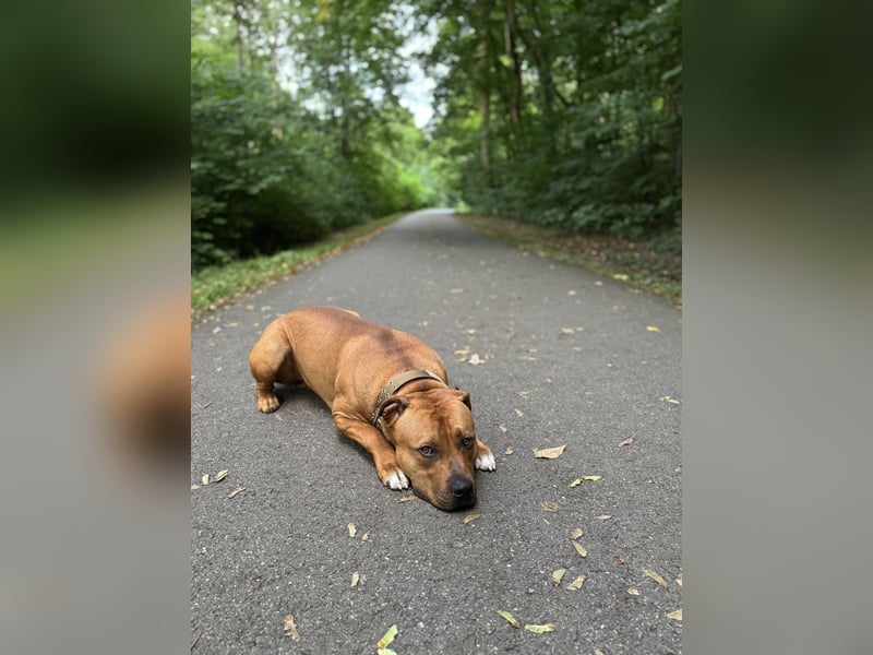 Tyson sucht Zuhause fürs Leben.