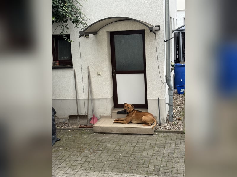 Tyson sucht Zuhause fürs Leben.