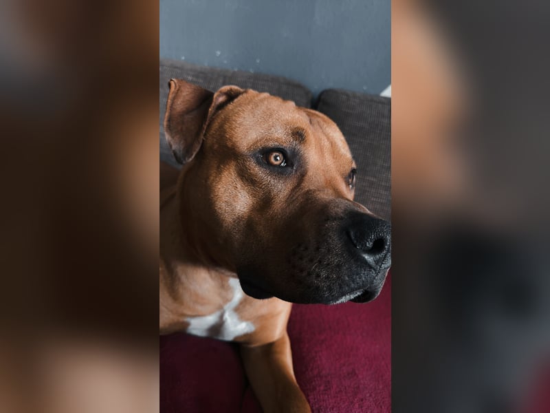 Tyson sucht Zuhause fürs Leben.