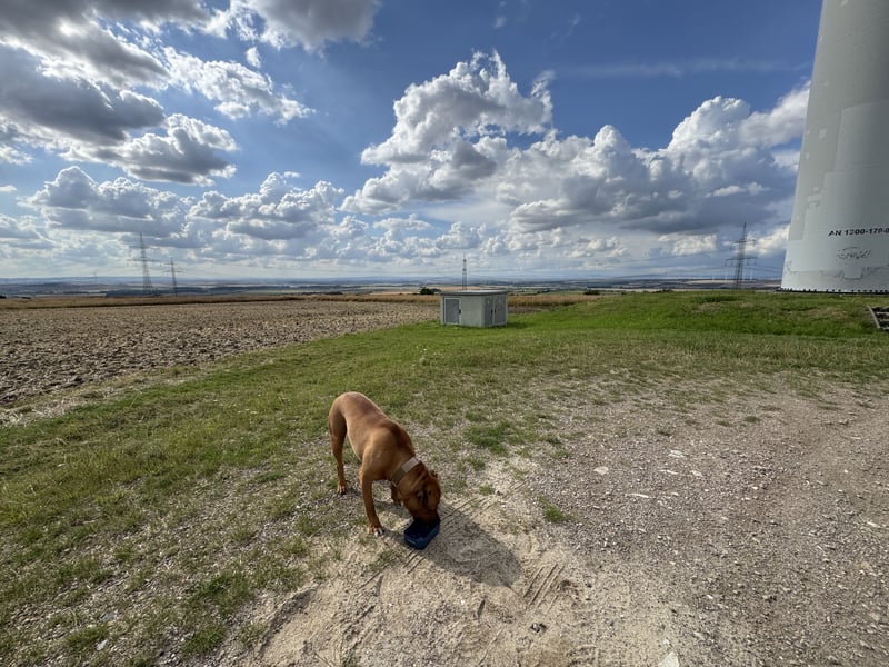 Tyson sucht Zuhause fürs Leben.