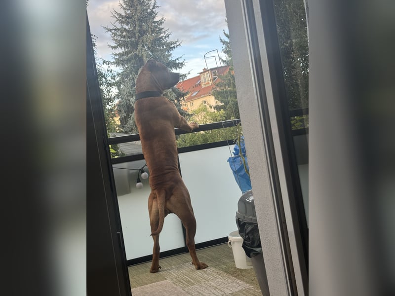 Tyson sucht Zuhause fürs Leben.