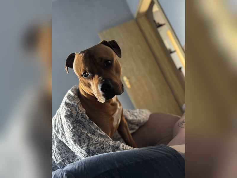 Tyson sucht Zuhause fürs Leben.