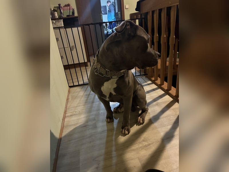 Bones sucht ein zuhause