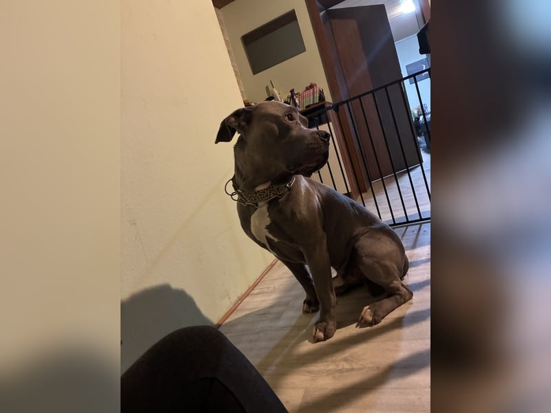 Bones sucht ein zuhause