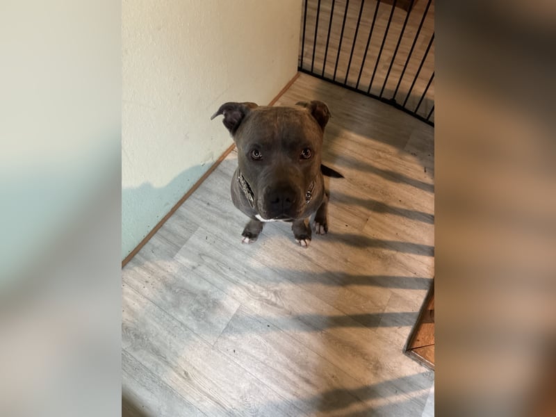 Bones sucht ein zuhause