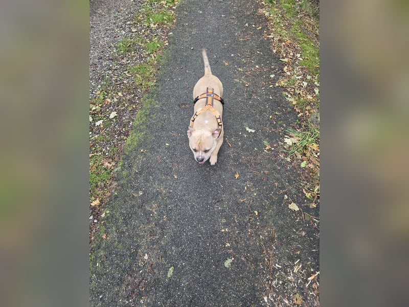Thor ein liebevoller American-Bully