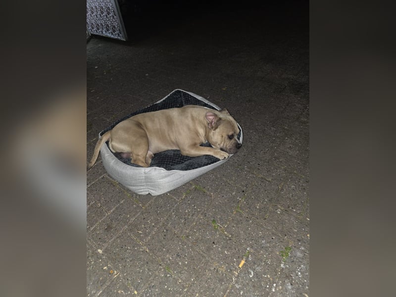 Thor ein liebevoller American-Bully
