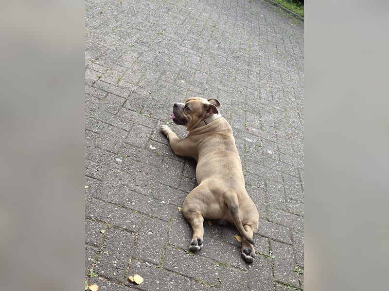Thor ein liebevoller American-Bully