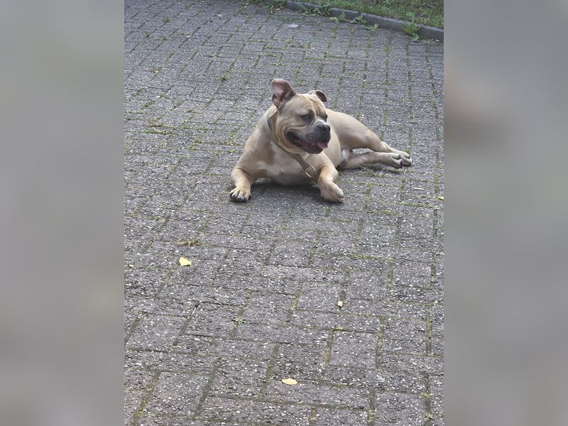 Thor ein liebevoller American-Bully