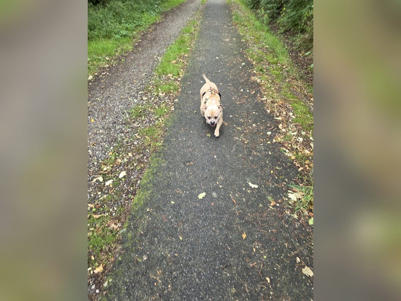 Thor ein liebevoller American-Bully