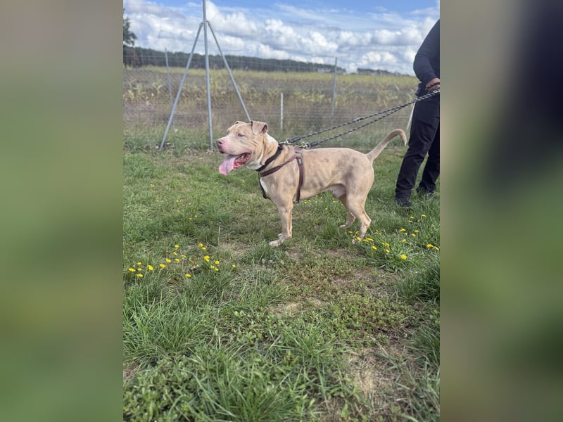 American Bully / 2 Jahre / Rüde